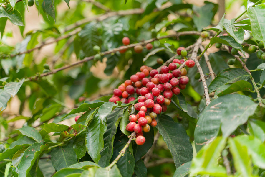 Wadi Haraz Silver Series Yemen Coffee